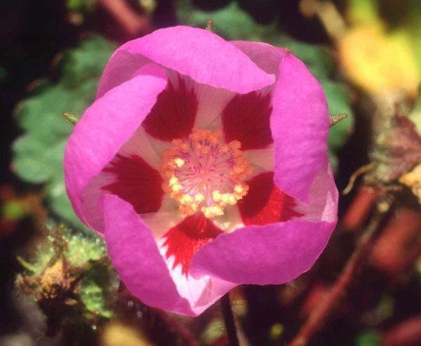 CA, Death Valley NP Desert Five Spot flower